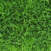 X-Usuwanie plam organicznych