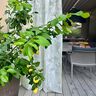 Outdoor Tkanina na firany liście 315 cm  – naturalny,  thumbnail number 7