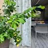Outdoor Tkanina na firany liście 315 cm – naturalny,  thumbnail number 7