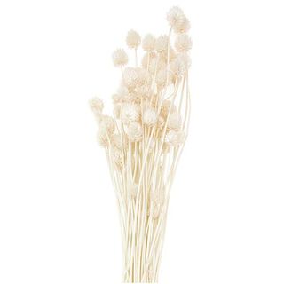 Suszona szczeć japońska [ 50 g ] | Rico Design – naturalny, 