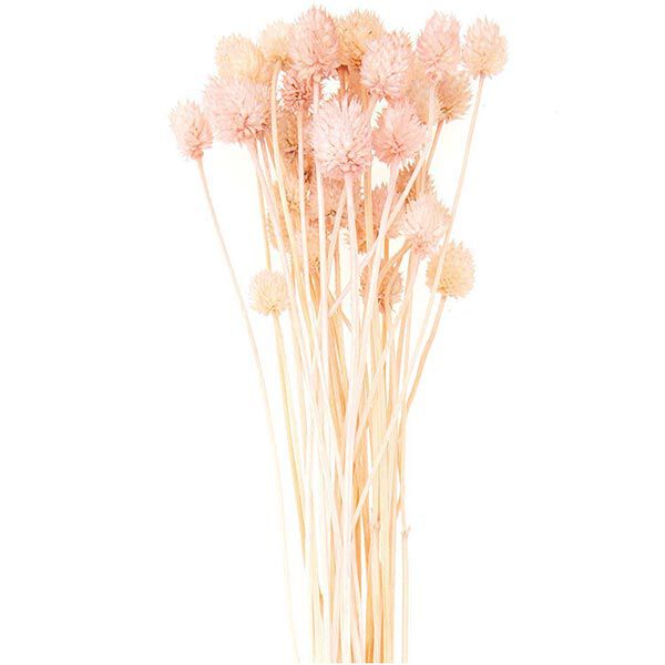 Suszona szczeć japońska [ 50 g ] | Rico Design – pink,  image number 1